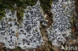 Common script lichen (Graphis scripta)