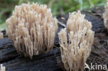 Crown-tipped coral fungus