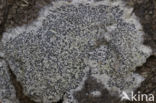 Common script lichen (Graphis scripta)