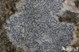Common script lichen (Graphis scripta)