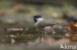 Willow Tit (Parus montanus)