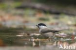 Matkop (Parus montanus)