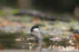 Willow Tit (Parus montanus)