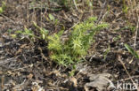 common juniper (Juniperus communis)