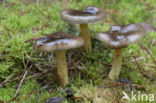 Pine-wood Waxy Cap (Hygrophorus hypothejus var. hypothejus)