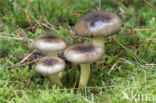 Pine-wood Waxy Cap (Hygrophorus hypothejus var. hypothejus)