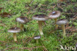 Pine-wood Waxy Cap (Hygrophorus hypothejus var. hypothejus)