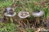 Pine-wood Waxy Cap (Hygrophorus hypothejus var. hypothejus)