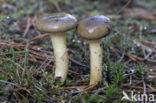 Pine-wood Waxy Cap (Hygrophorus hypothejus var. hypothejus)