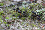 Gesteeld veenknoopje (Sarcoleotia platypus)