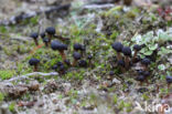 Gesteeld veenknoopje (Sarcoleotia platypus)