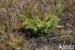 common juniper (Juniperus communis)