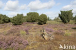 common juniper (Juniperus communis)