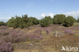 common juniper (Juniperus communis)