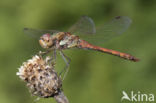 Common Darter (Sympetrum striolatum)