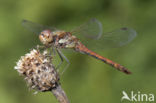 Bruinrode heidelibel (Sympetrum striolatum)