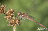 Bruinrode heidelibel (Sympetrum striolatum)