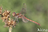 Bruinrode heidelibel (Sympetrum striolatum)