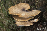 Zadelzwam (Polyporus squamosus)