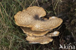 Zadelzwam (Polyporus squamosus)