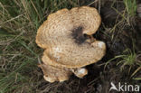 Zadelzwam (Polyporus squamosus)