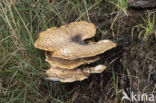 Zadelzwam (Polyporus squamosus)