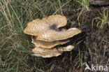 Dryad s Saddle (Polyporus squamosus)