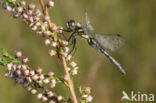 Zwarte heidelibel (Sympetrum danae)