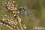 Black Darter (Sympetrum danae)