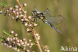 Black Darter (Sympetrum danae)