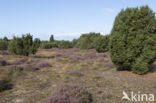 common juniper (Juniperus communis)