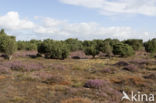 common juniper (Juniperus communis)