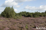 common juniper (Juniperus communis)