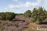 common juniper (Juniperus communis)