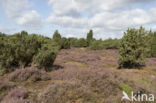 common juniper (Juniperus communis)