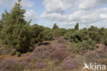 common juniper (Juniperus communis)