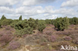 common juniper (Juniperus communis)