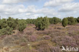 common juniper (Juniperus communis)