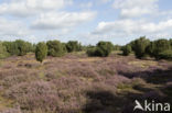 common juniper (Juniperus communis)