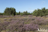 common juniper (Juniperus communis)