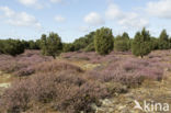 common juniper (Juniperus communis)