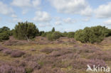 common juniper (Juniperus communis)