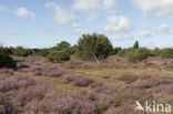 common juniper (Juniperus communis)