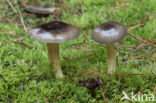 Pine-wood Waxy Cap (Hygrophorus hypothejus var. hypothejus)