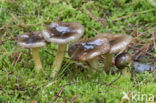 Pine-wood Waxy Cap (Hygrophorus hypothejus var. hypothejus)