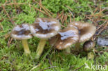 Pine-wood Waxy Cap (Hygrophorus hypothejus var. hypothejus)