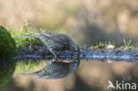 Mistle Thrush (Turdus viscivorus)