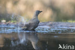 Grote Lijster (Turdus viscivorus)