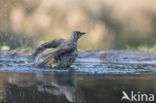 Grote Lijster (Turdus viscivorus)