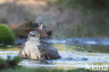 Sperwer (Accipiter nisus)